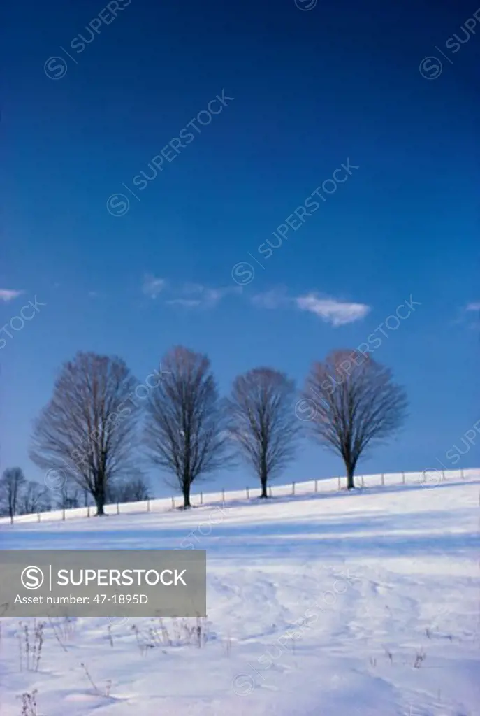 Trees on a hill during Winter