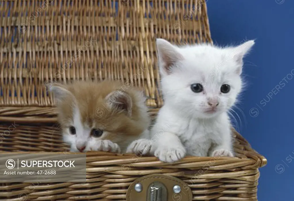 Two kittens sitting in a picnic basket