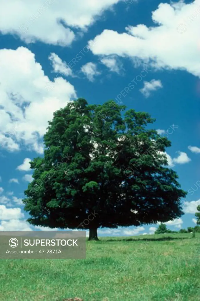 Tree on a landscape