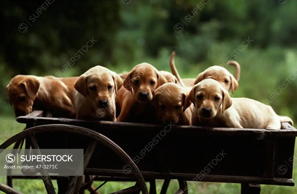 Kennel of Yellow Labrador Retriever puppies on a cart