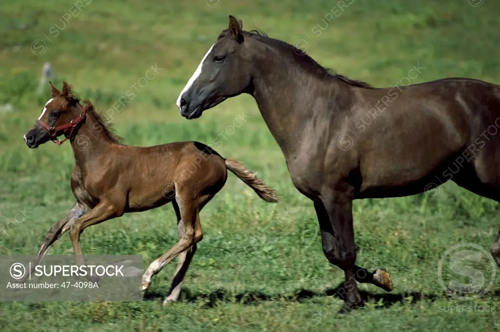 Mare and Foal running in a field