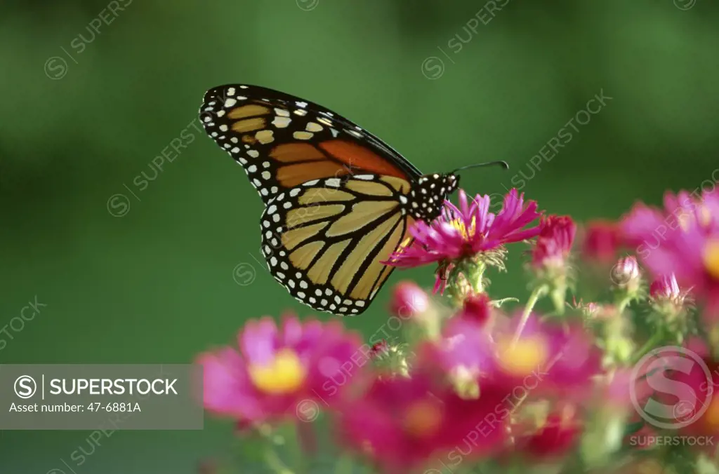 Monarch Butterfly   