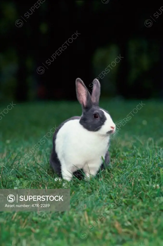 Rabbit in a grassy field