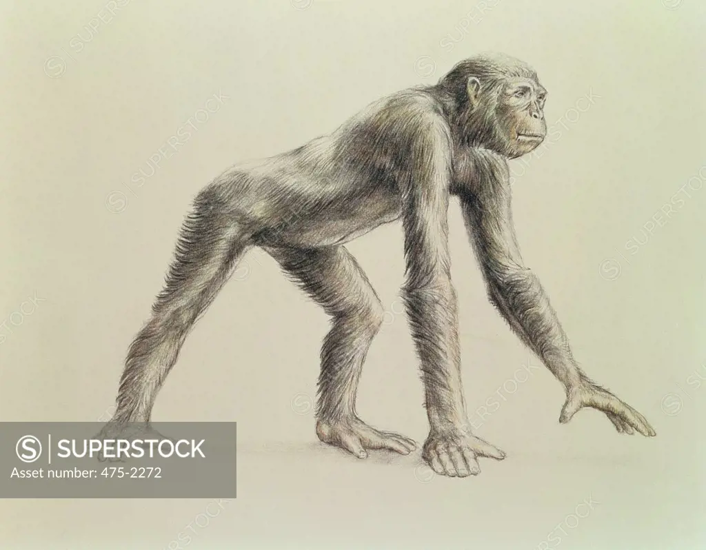 Dryopithecus Africanus 20th Century Artist Unknown Pencil on Paper Private Collection