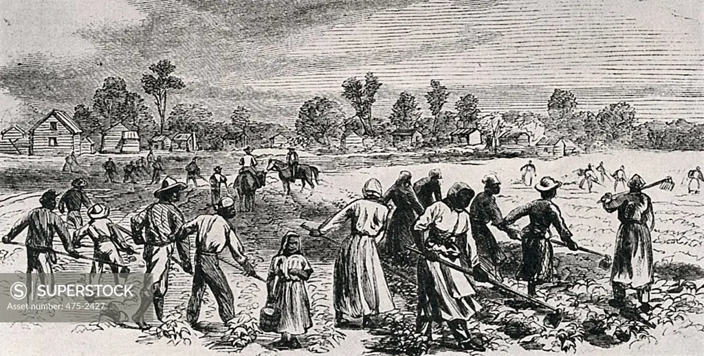 Labour In The Cotton Fields, Hoeing The Young Plants 1867 Alfred R. Waud (1828-1891 American) Engraving Private Collection 