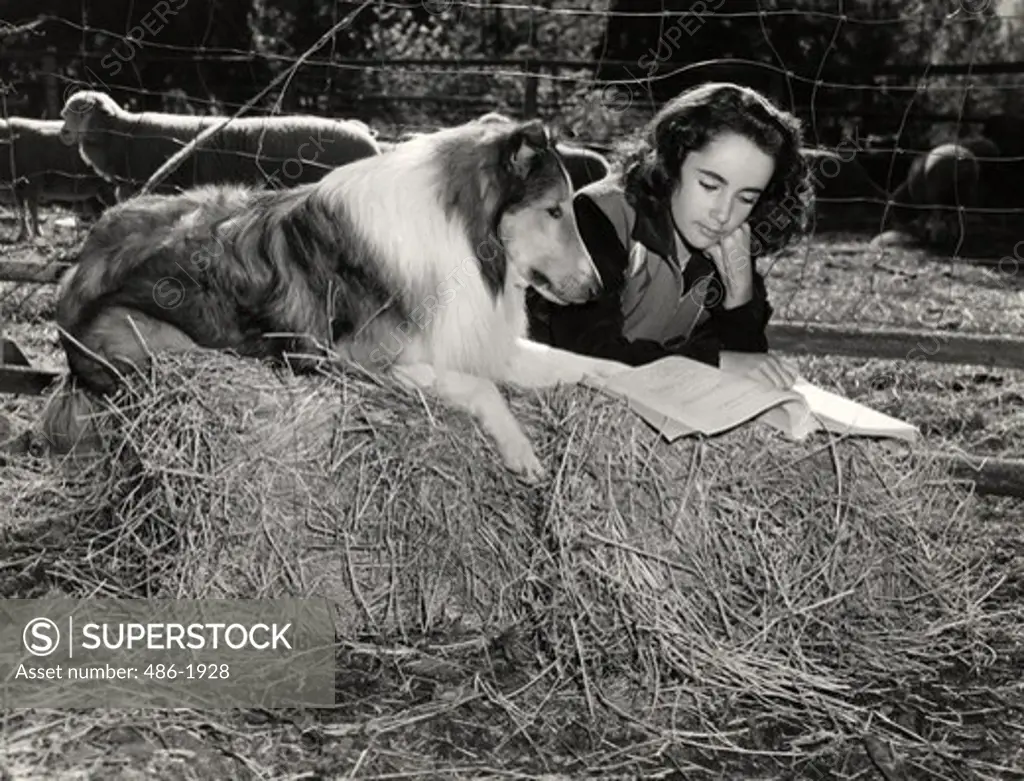 Scene from 'Courage of Lassie' movie with Elizabeth Taylor