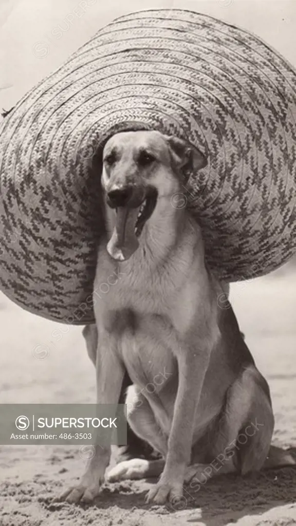 Dog named Flash wearing hat sitting on beach, from film ""Where did you get that hat, MGM