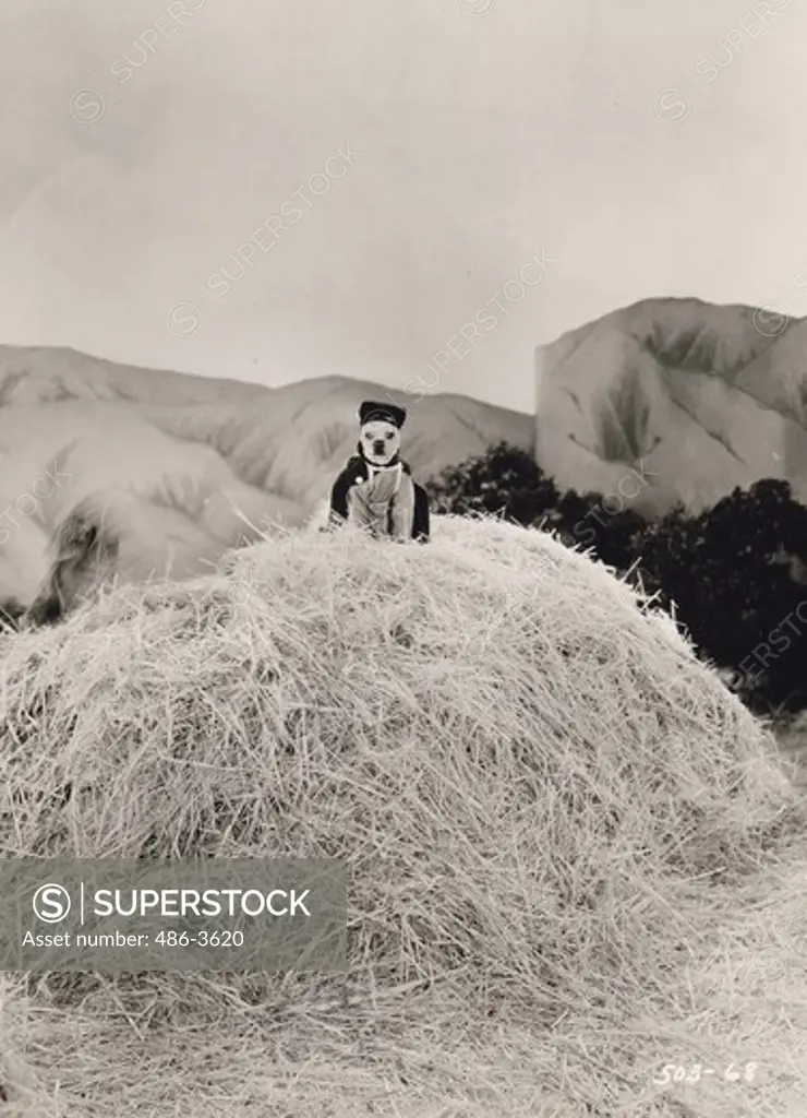 Dog sitting on top of haystack