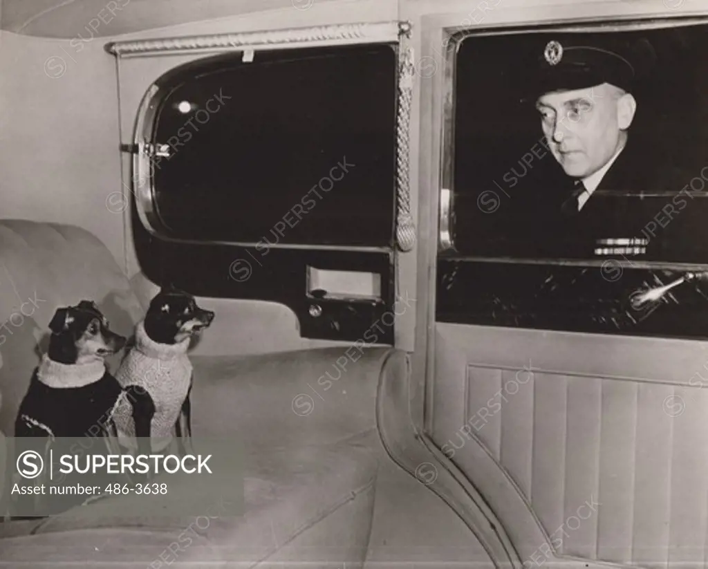 Gateman at London Film Studio, Shepperton and car with two miniature Pinscher dogs seated in stare. Yasmine (right) had arrived for work in Carol Reed's productions of ""The Third Man"" bringing sister Blossom as ""stand-in""