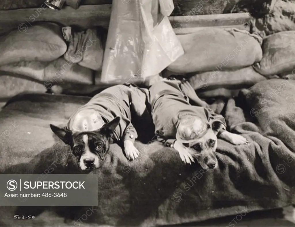 Dogs dressed up as soldiers in trenches