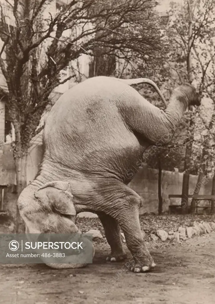 Elephant standing on his feet