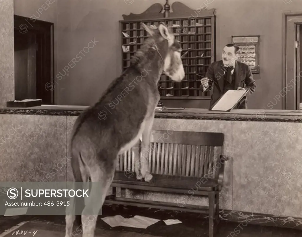 Donkey at hotel reception desk