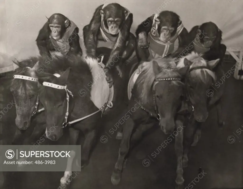 Portrait of chimps riding ponies