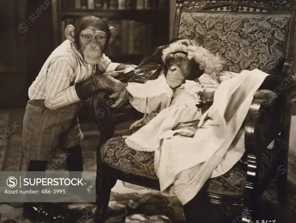 Movie scene with two chimps, one holding broken glass bottle