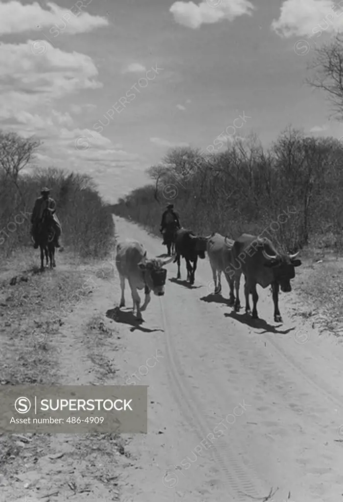 Herders horseback riding behind cattle on dirt road