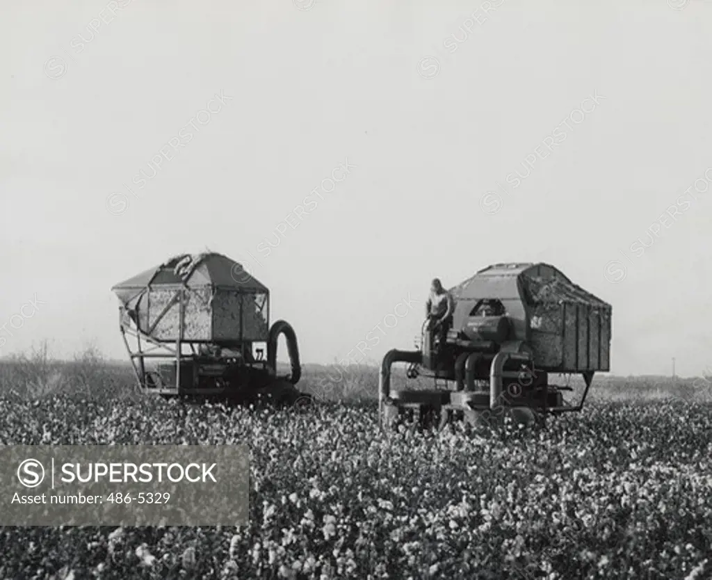 USA, California, Cotton harvest