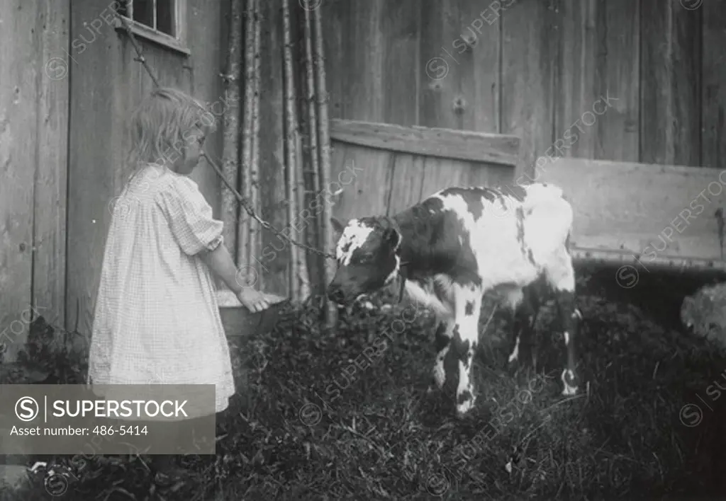 USA, Maine, Girl with calf on farm