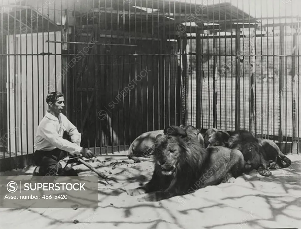 Lion tamer with lions in circus