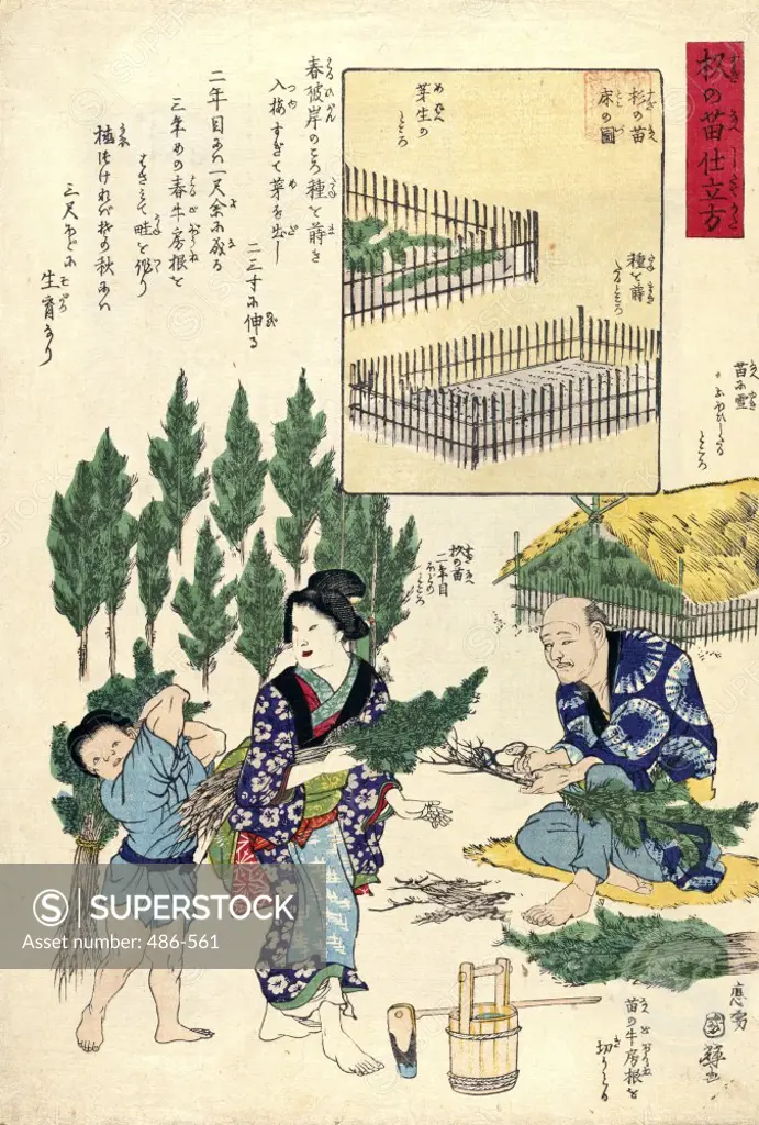 How to Cultivate a Cedar Seedling Artist Unknown (Japanese) Woodblock print Culver Pictures Inc.