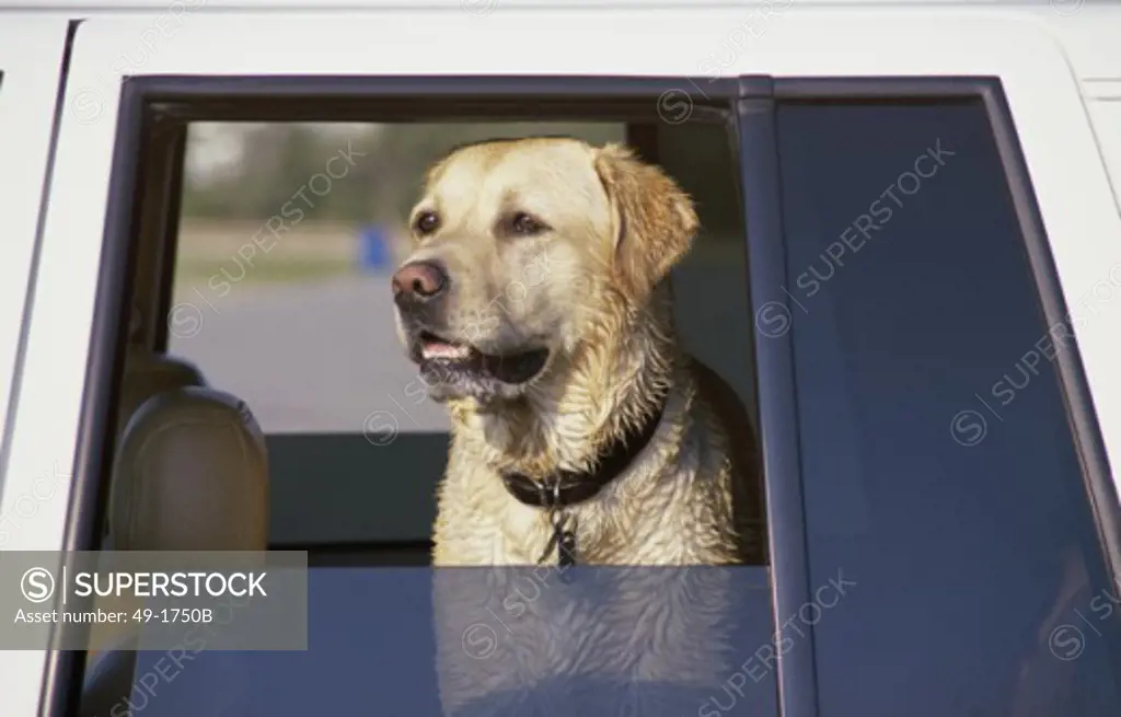 Labrador Retriever sitting in a car looking out