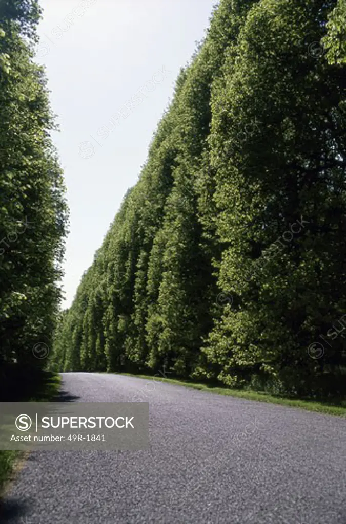 A narrow hedge-lined road