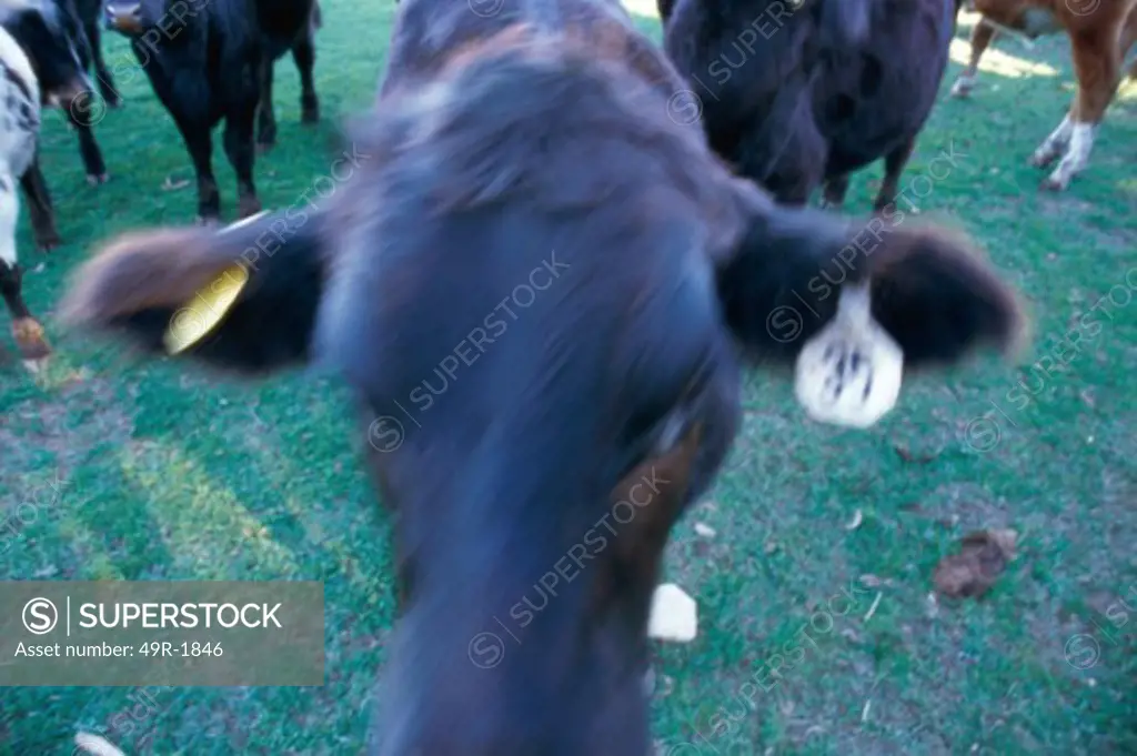 High angle view of cattle with ear tags