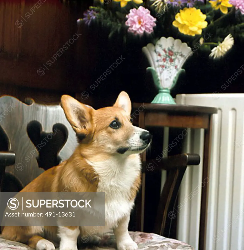 Welsh Pembroke Corgi