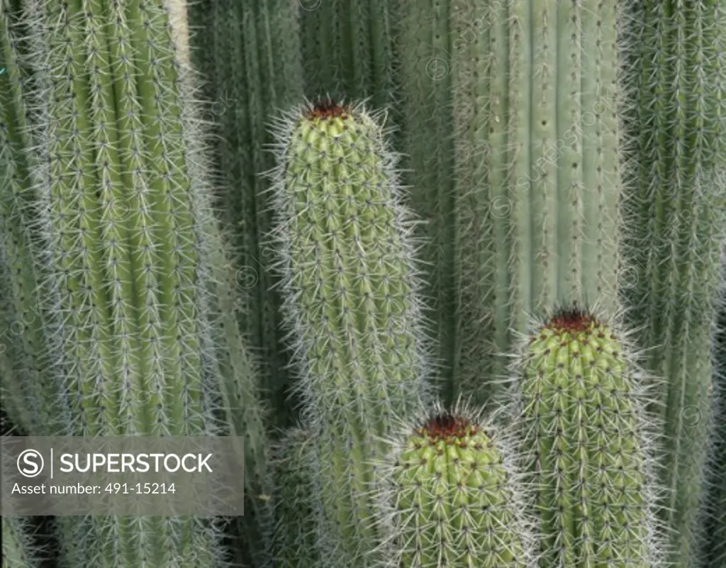 Organ Pipe Cactus Arizona USA