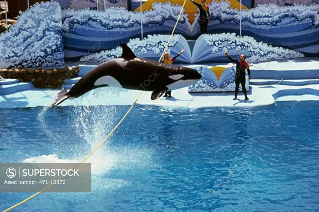 Shamu-Killer Whale Sea World San Diego California USA