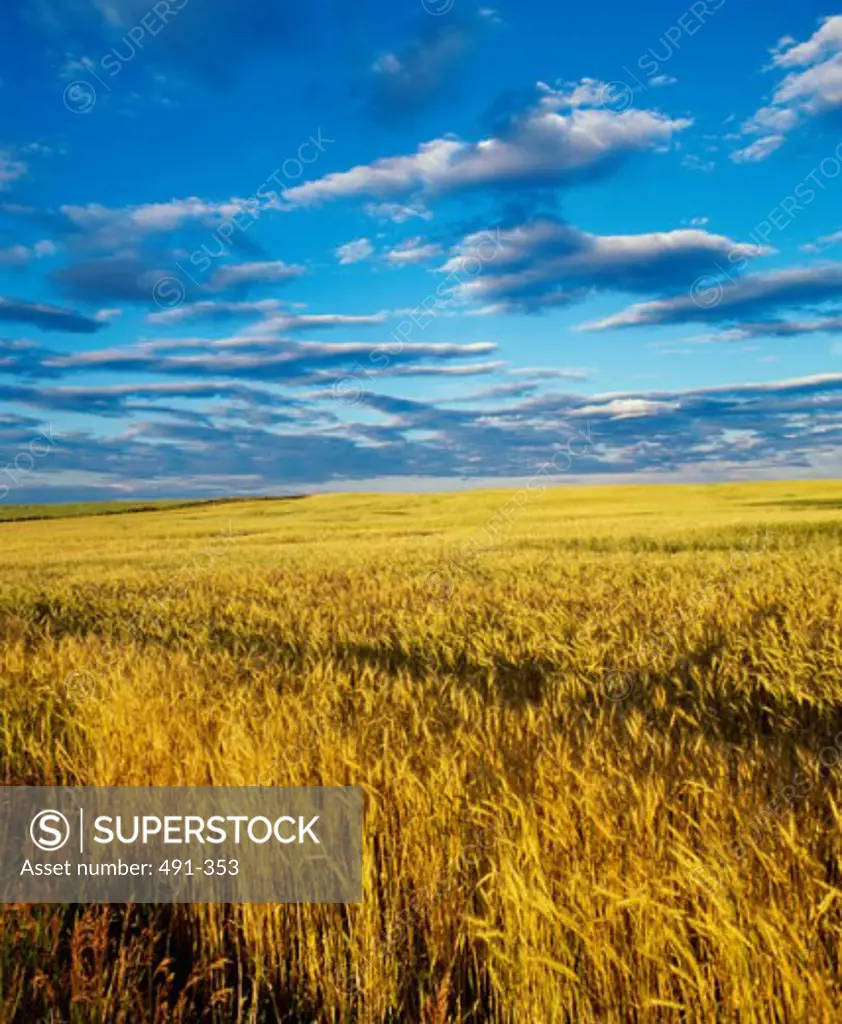 Wheat Field Alberta Canada