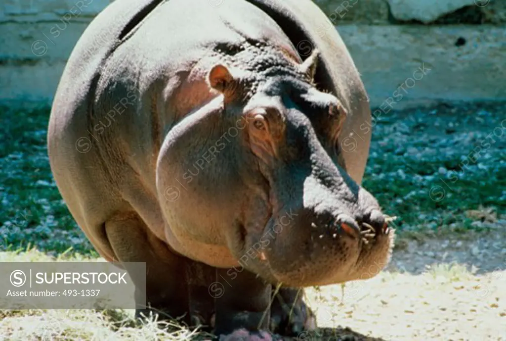 Close-up of a Hippopotamus