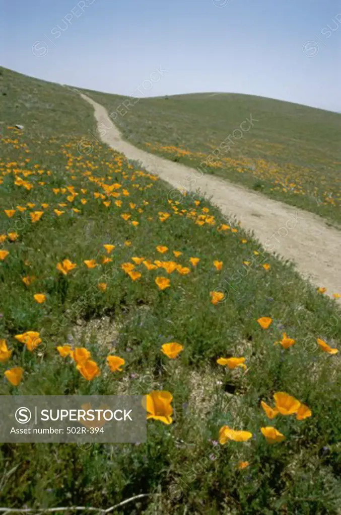 Road passing through the Poppy Reserve, Antelope Valley, California, USA
