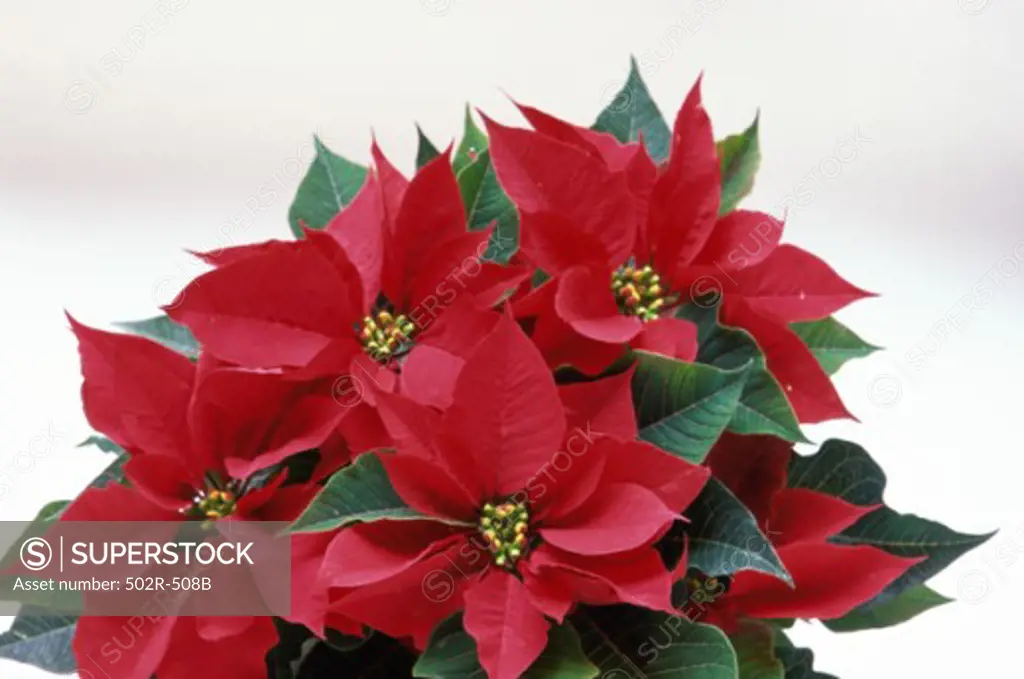 Close-up of a Poinsettia plant