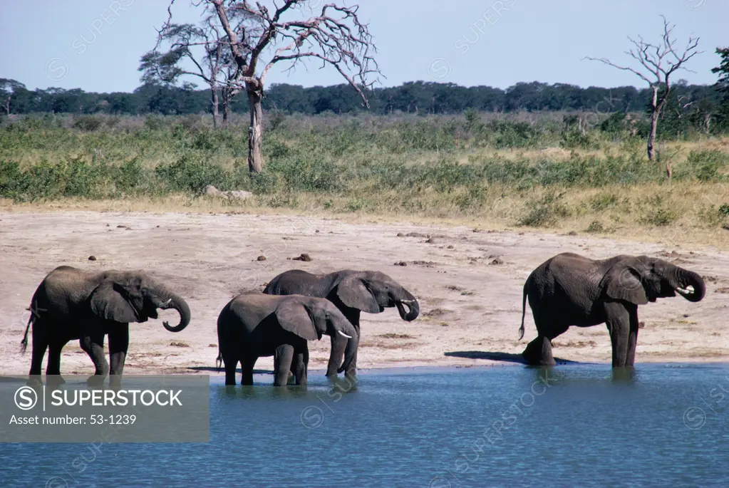 Herd of wild elephants at a water hole