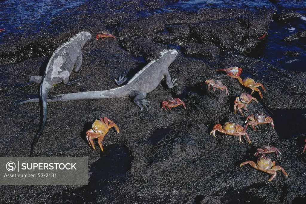 Marine Iguanas & Scarlet Crabs, Galapagos Island, Ecuador
