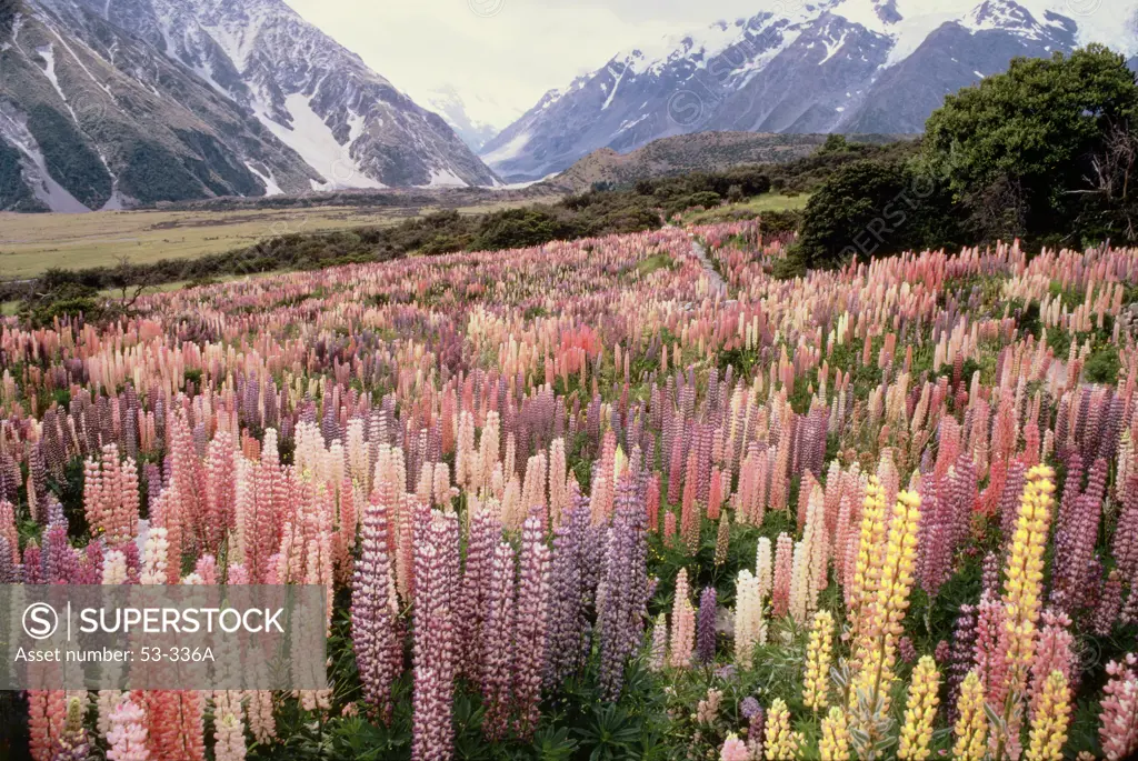 Plant life at Mount Cook National Park, New Zealand