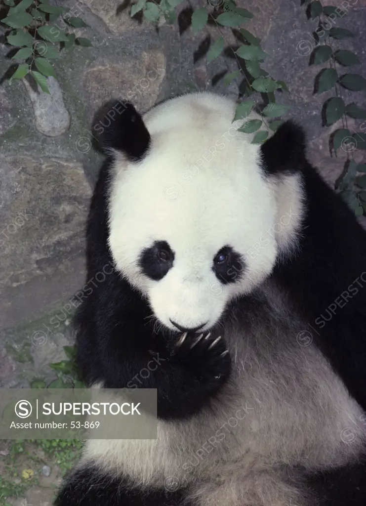 Giant Panda  China