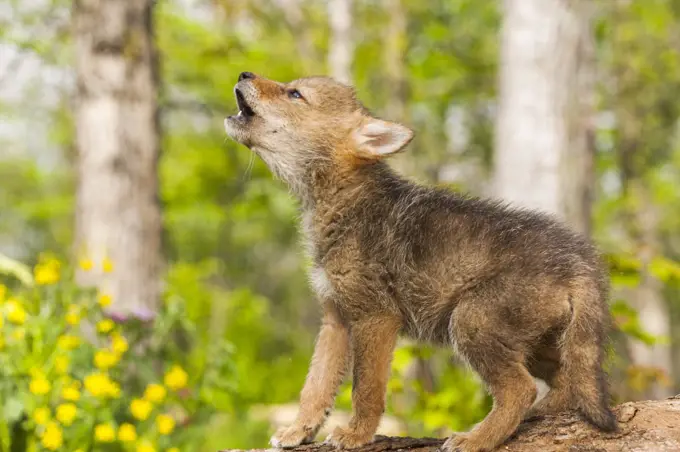 Coyote (Canis latrans) pup on log howling - captive