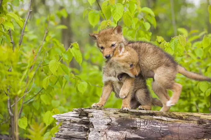 Coyote (Canis latrans) pups on log interacting - captive