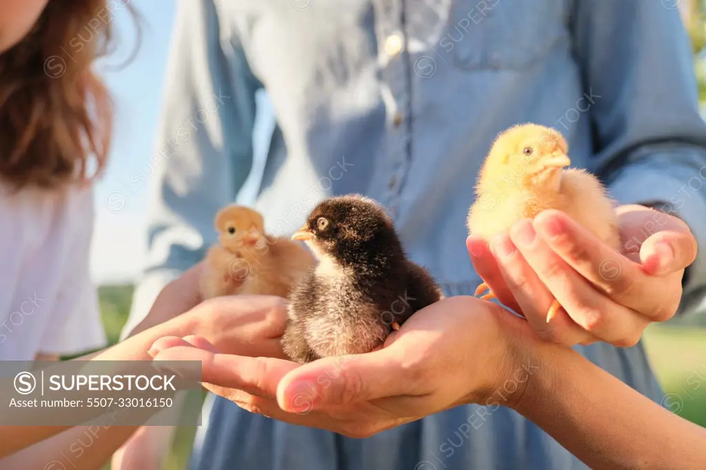 Close up of three newborn chickens in the hands of children and mother