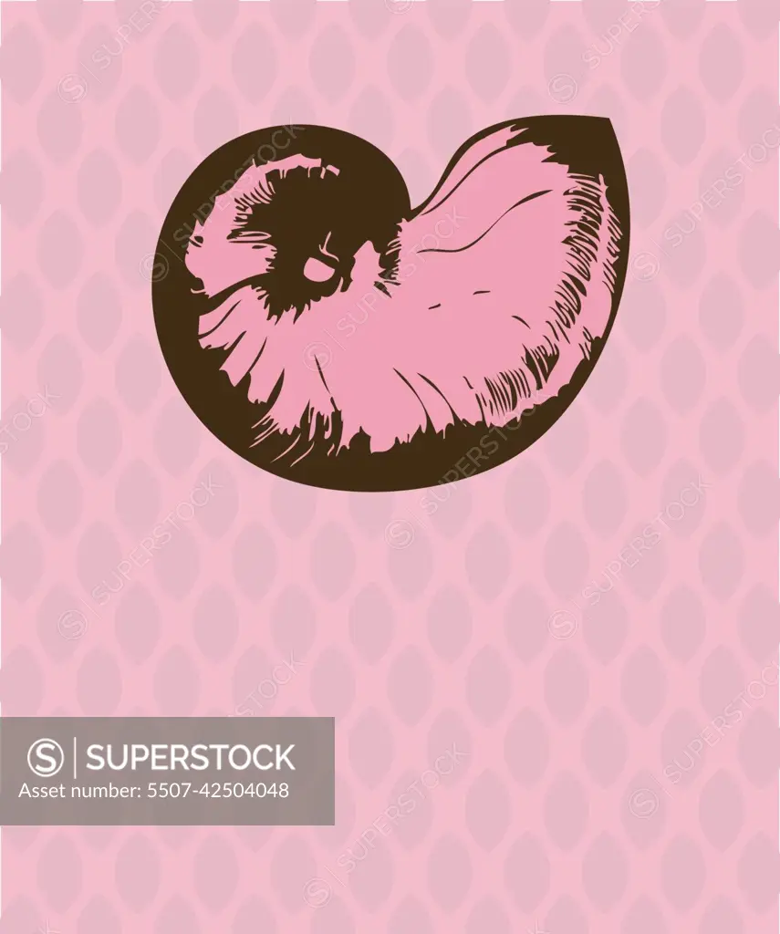 Vector nautilus - SuperStock