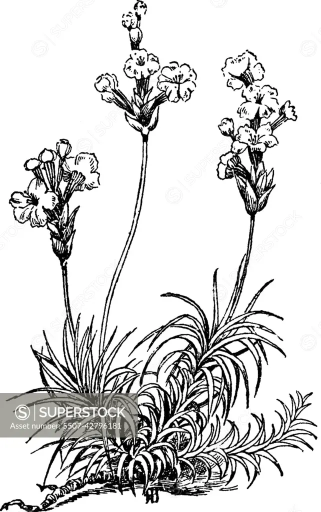 Acantholimon Glumaceum vintage illustration.