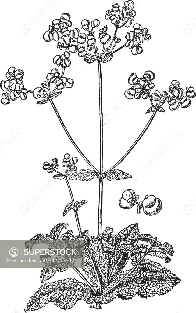 Viscosissima Variety of Calceolaria Integrifolia vintage illustr