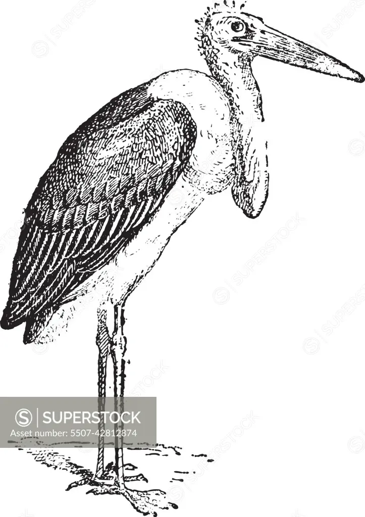 Marabou Stork or Leptoptilos crumeniferus, vintage engraving