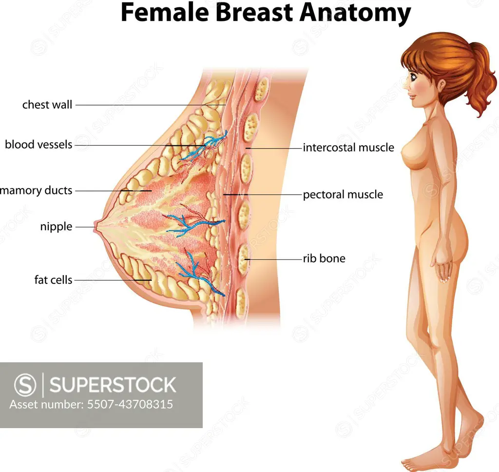 Female Breast anatomy struc by User_77505 - Mostphotos
