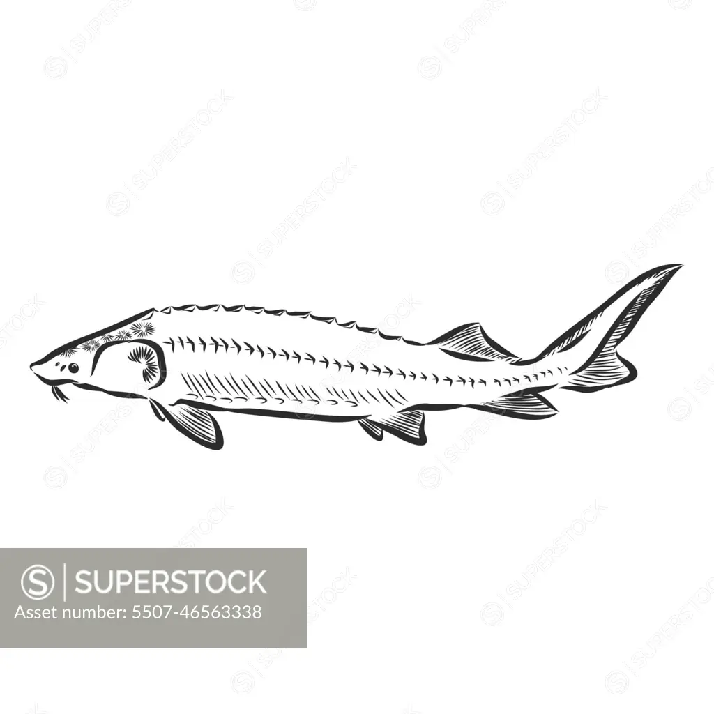 sturgeon fish outline sketch vector illustration . sign - SuperStock