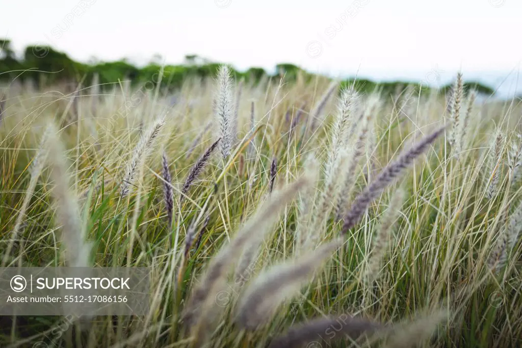 Beautiful image of wheat growing on mountain field, with blowing wind and green forest in the background.