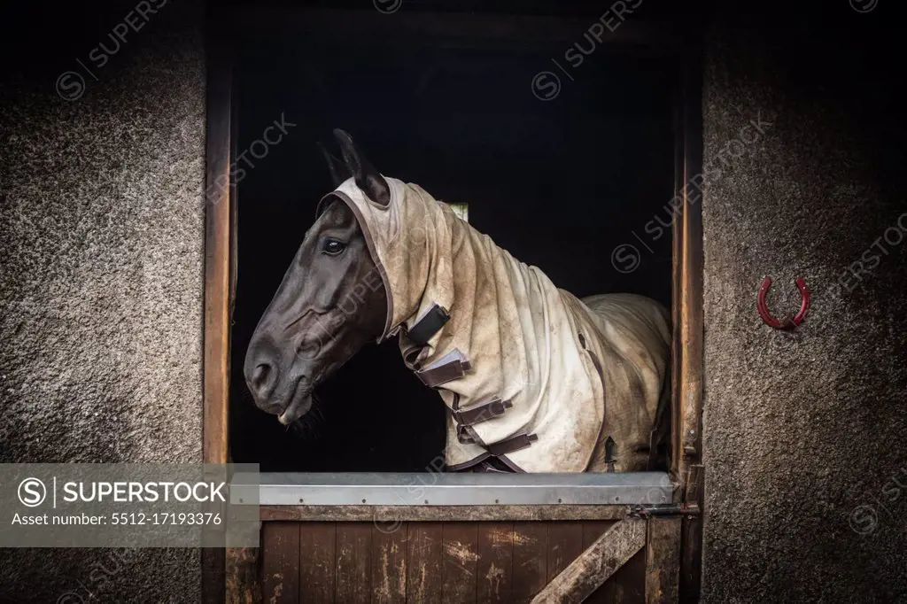 Horse in stable of equestrian centre in the countryside