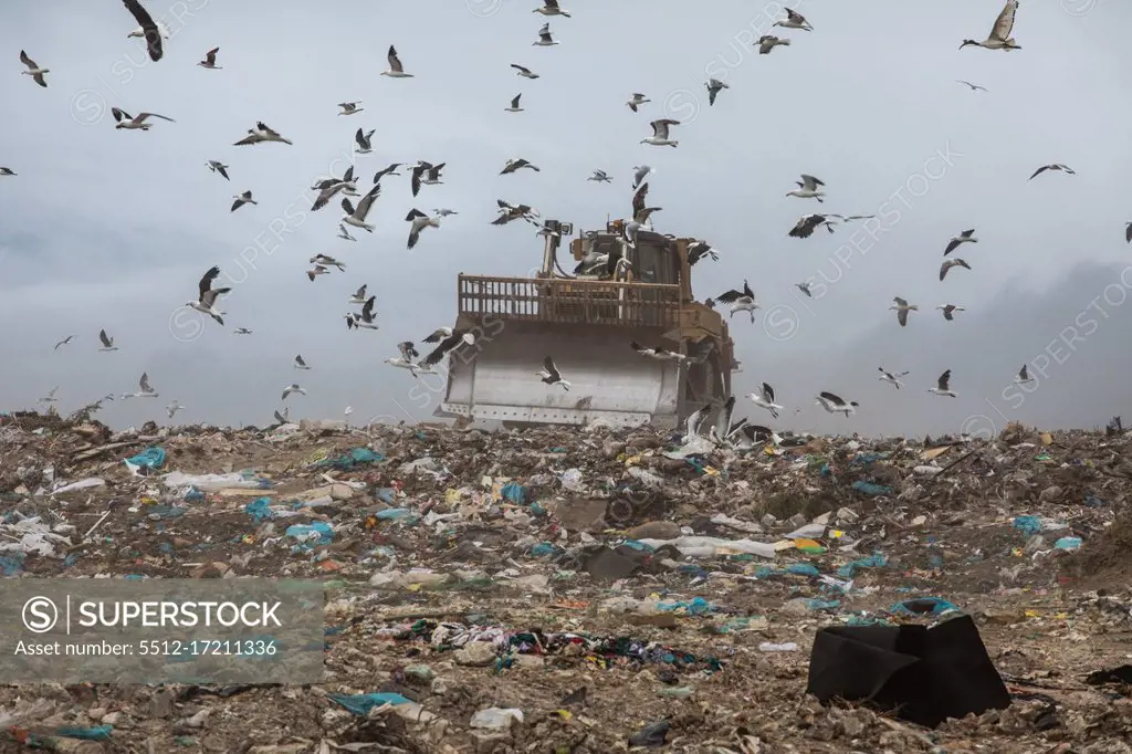 Flock of birds flying over bulldozer working and clearing rubbish piled on a landfill full of trash. Global environmental issue of waste disposal.