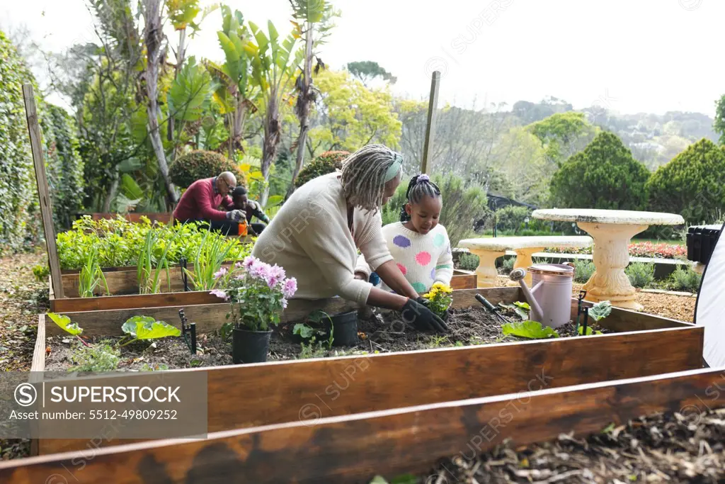 Happy african american grandmother and granddaughter planting plants in sunny garden. Family, togetherness, nature, gardening and lifestyle, unaltered.